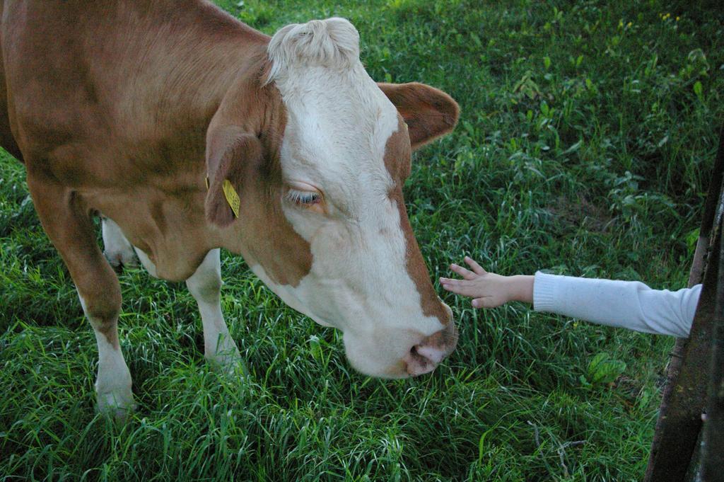 Bio-Bauernhof Rettenbachgut Werfen Εξωτερικό φωτογραφία