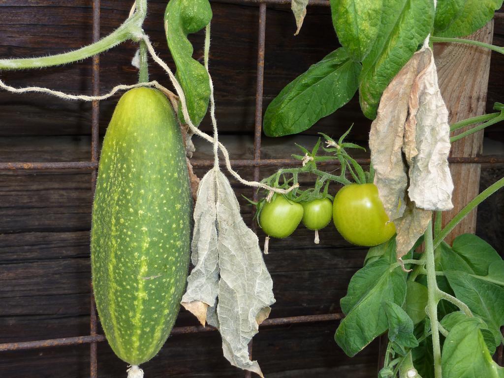 Bio-Bauernhof Rettenbachgut Werfen Εξωτερικό φωτογραφία