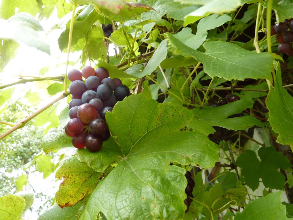 Bio-Bauernhof Rettenbachgut Werfen Εξωτερικό φωτογραφία