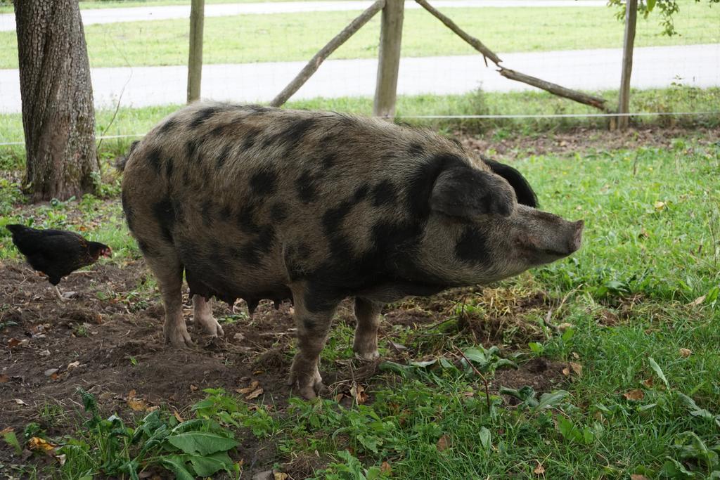 Bio-Bauernhof Rettenbachgut Werfen Εξωτερικό φωτογραφία