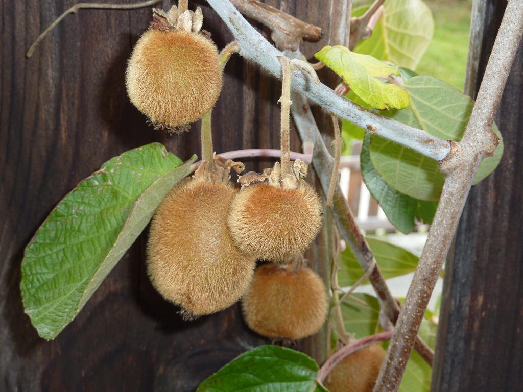 Bio-Bauernhof Rettenbachgut Werfen Εξωτερικό φωτογραφία