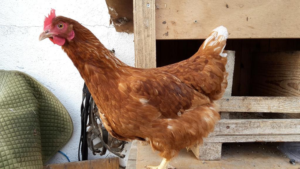 Bio-Bauernhof Rettenbachgut Werfen Εξωτερικό φωτογραφία